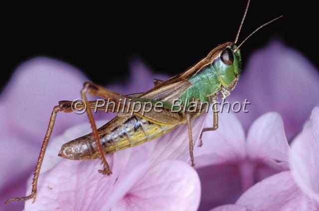 chorthippus parallelus.JPG - Chorthippus parallelusCriquet des paturesOrthoptera, AcrididaeFrance